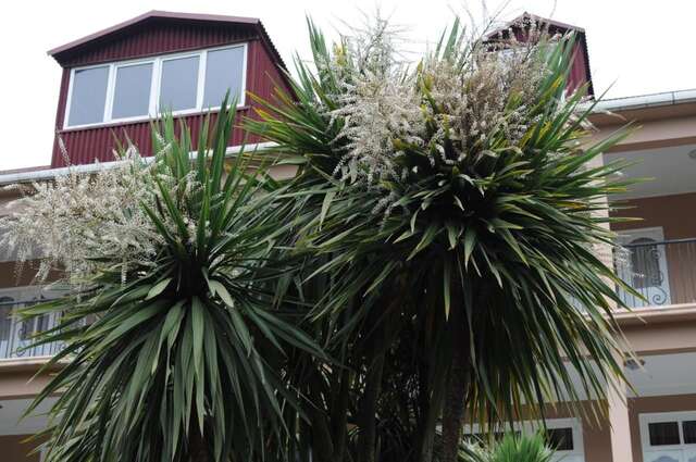 Отель Отель Саване Кобулети-25